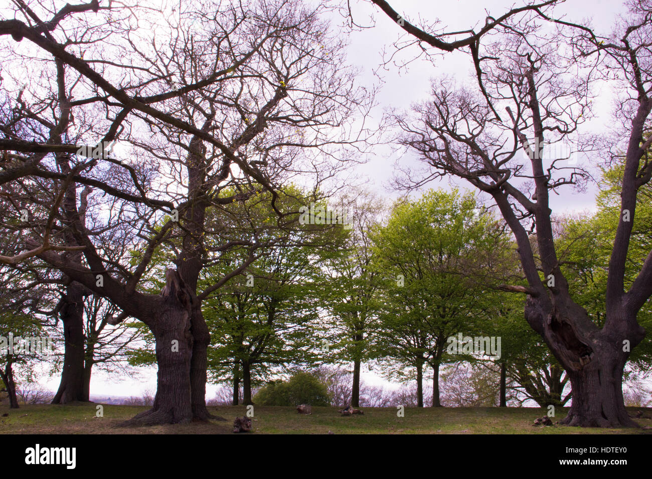 A view of ancient oak trees in Richmond Park, London borough of