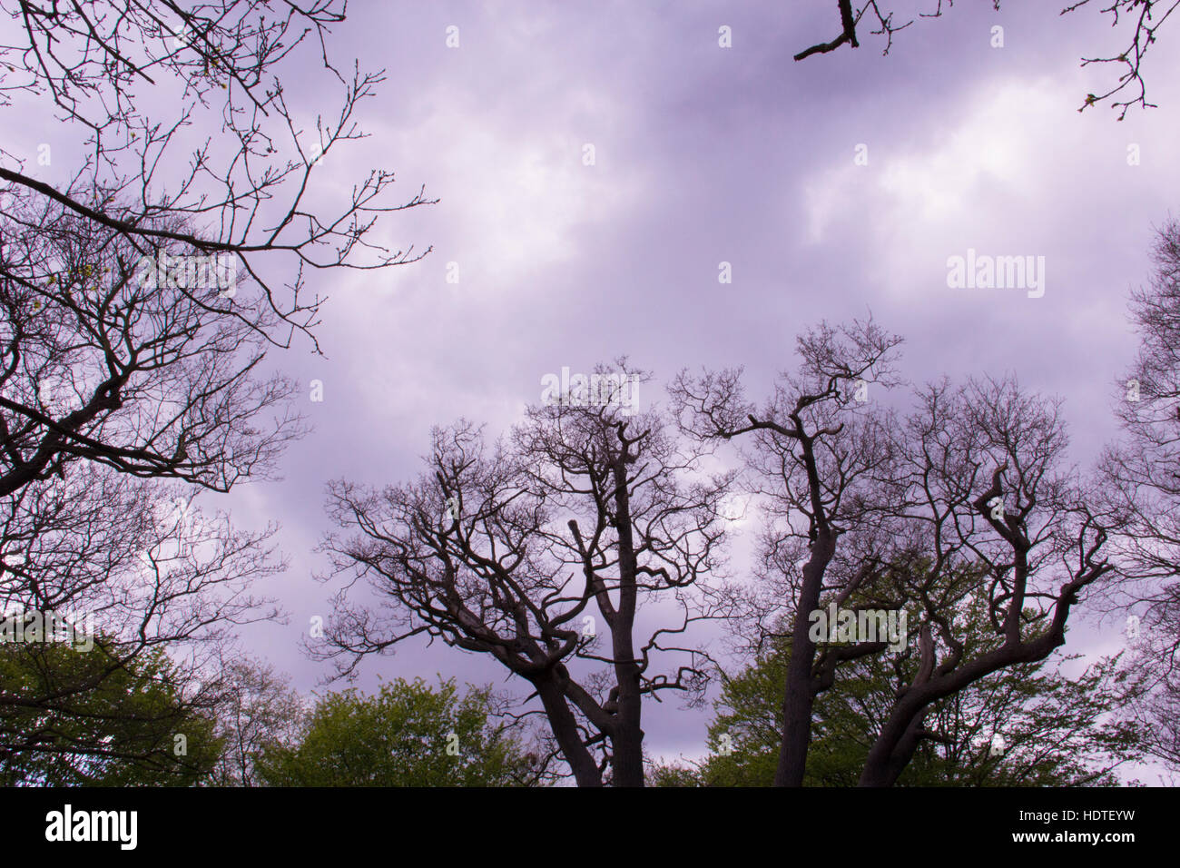 Grey sky and clouds visible among some trees in a Park Stock Photo - Alamy