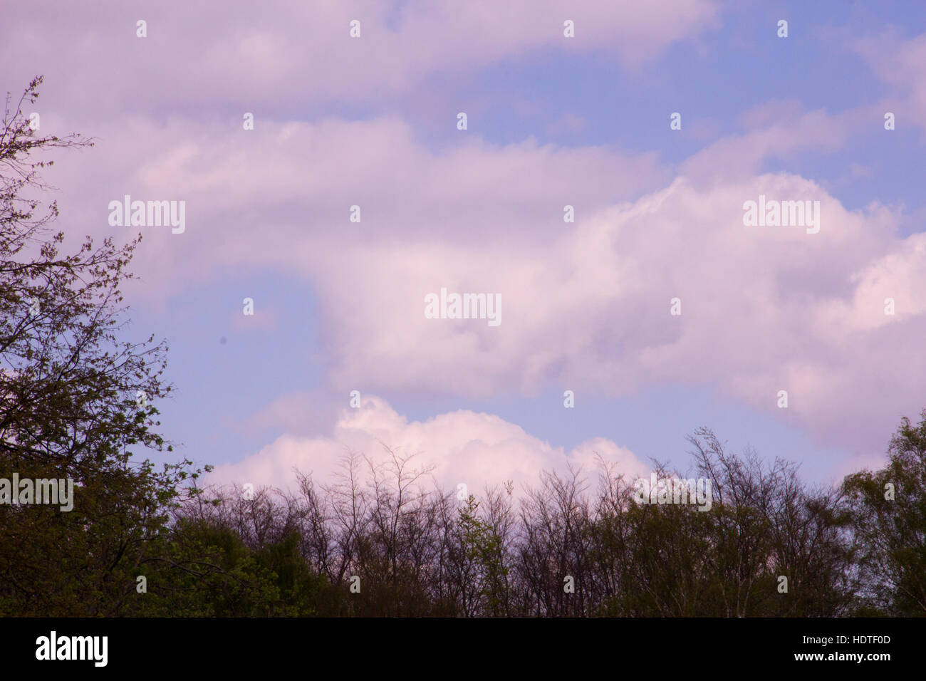 Blue sky with some clouds and trees in a Park Stock Photo - Alamy