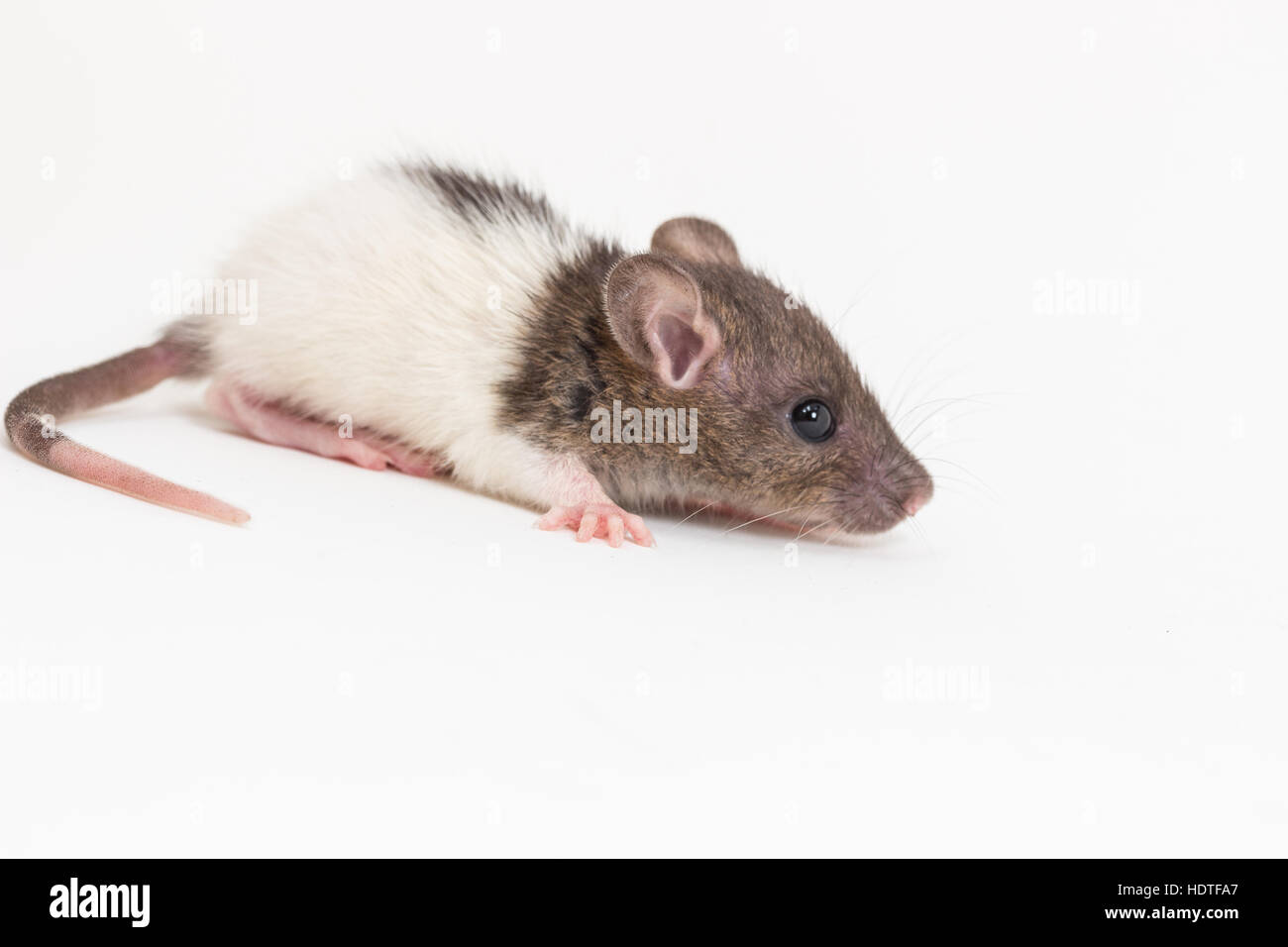 Brattleboro rat, Lab Rat on white background Stock Photo