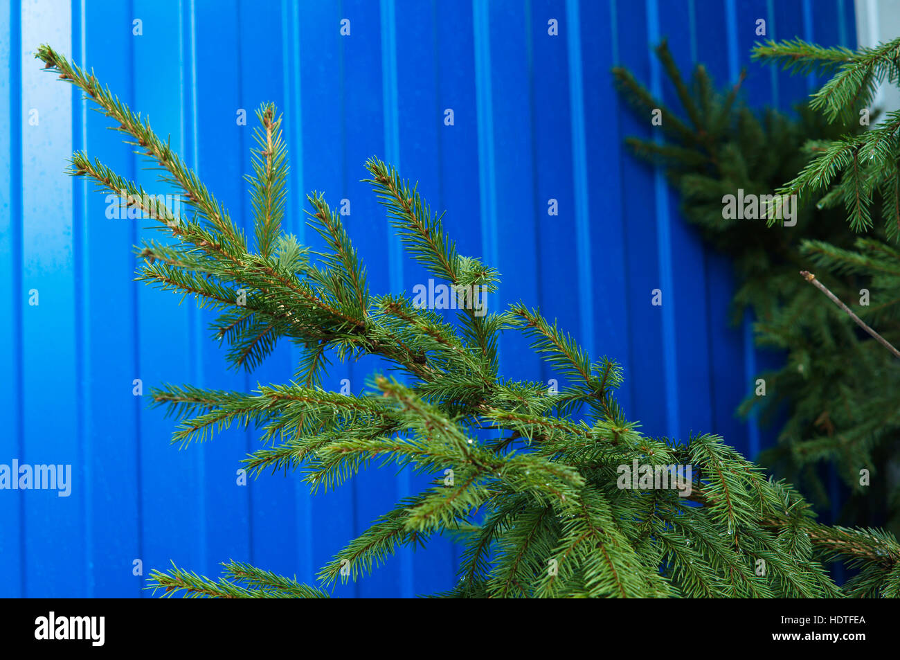 spruce branch on a blue background, tree, blue color Stock Photo