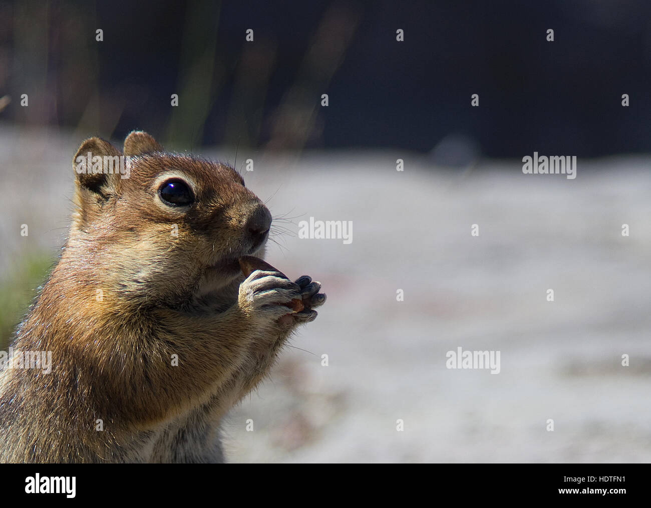 Closeup of a squirrel (chipmunk) eating an almond at Mount St Helens, Washington (US Stock Photo