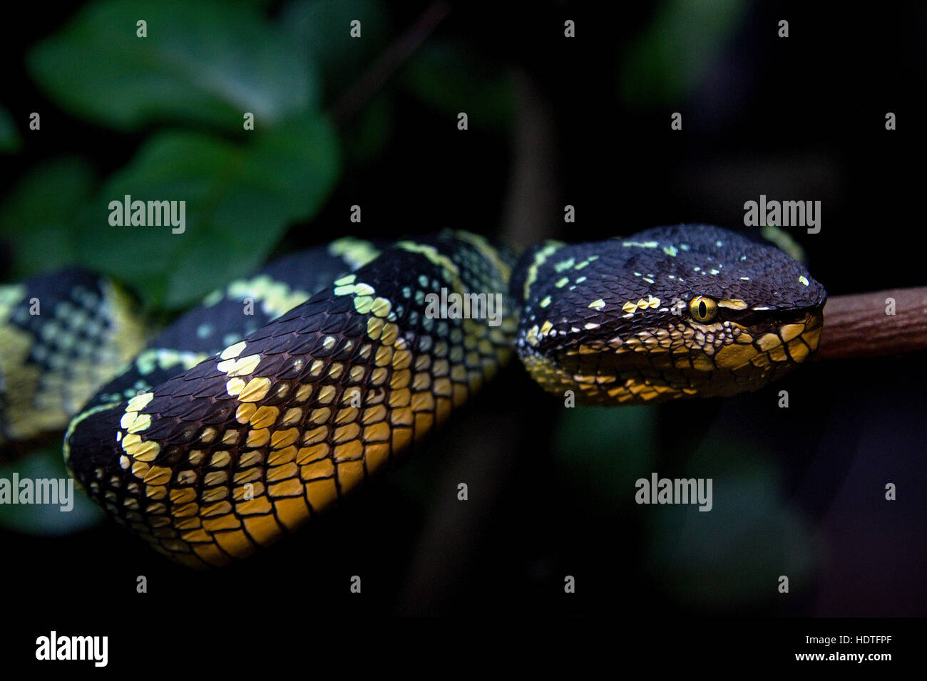 Close up of a beautiful snake on a tree branch with a blurry background of green leaves Stock Photo