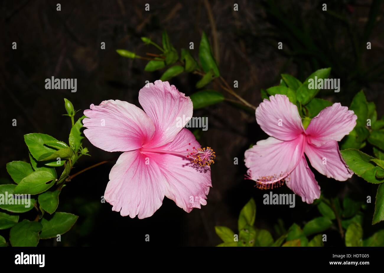 Pink hibiscus flower in bloom Stock Photo - Alamy