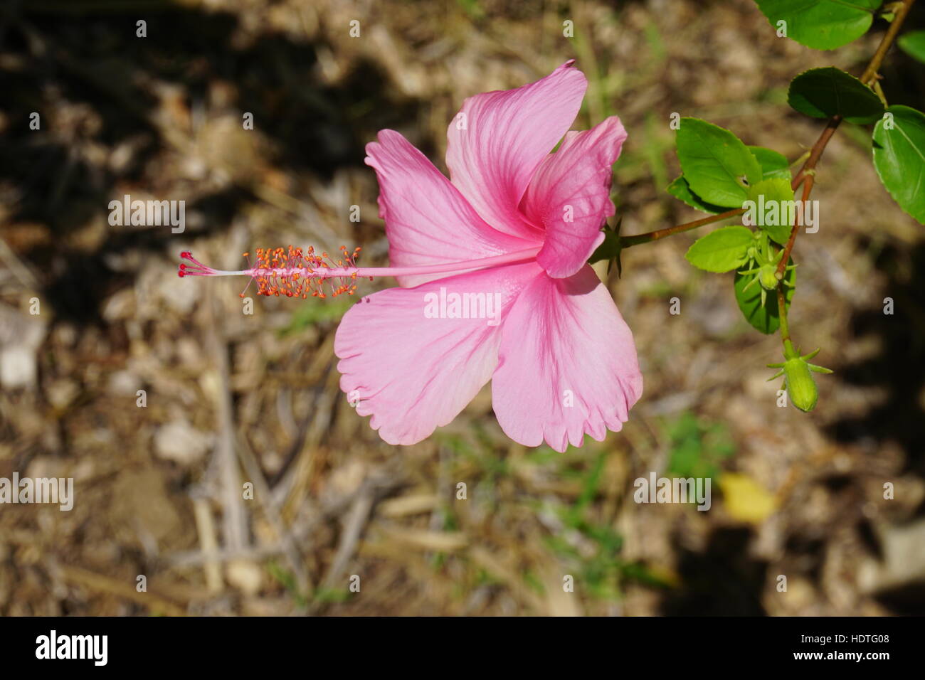Pink hibiscus flower in bloom Stock Photo - Alamy