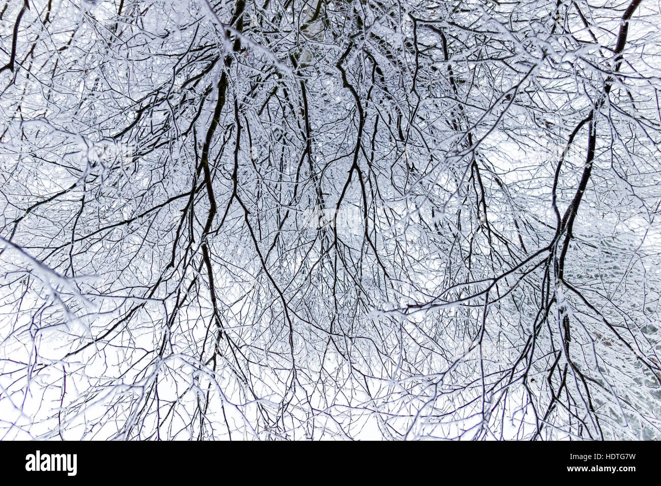 Some branches are covered in soft rime Stock Photo