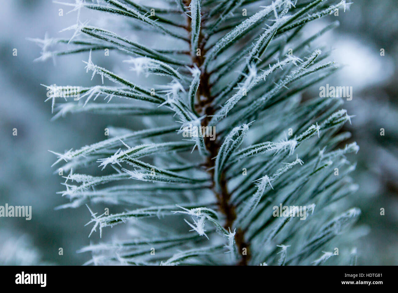 Pine needles covered in spiky soft rime Stock Photo
