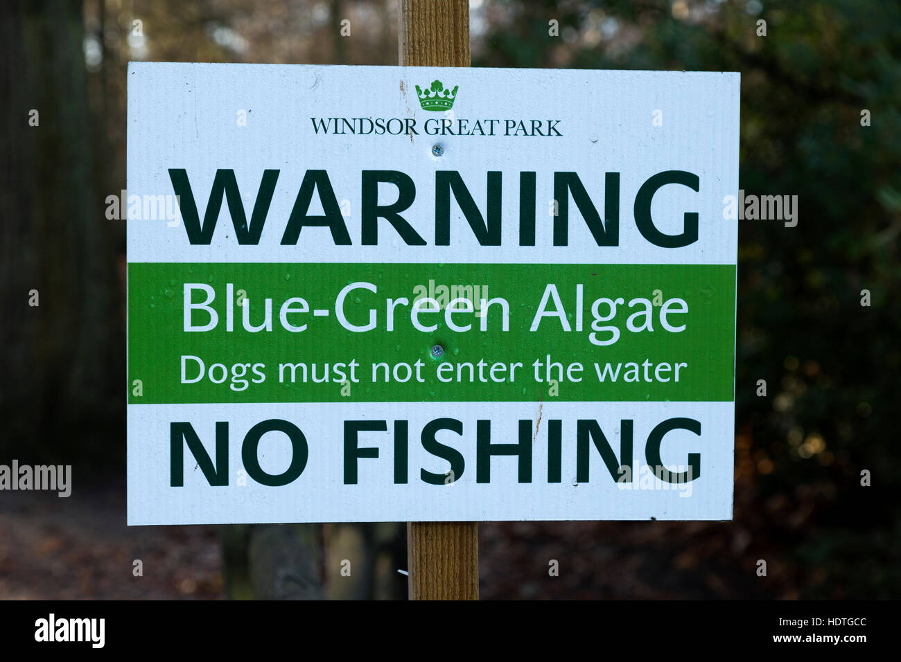 Blue green algae warning sign at Virginia Water, Windsor Great Park