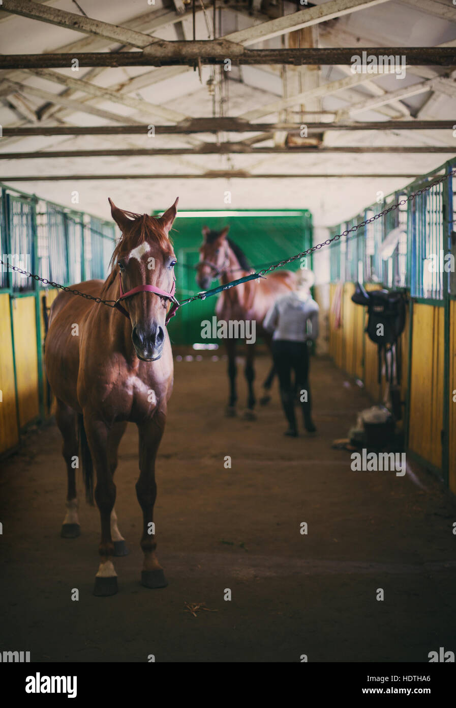 horse in the stables preparing for races Stock Photo - Alamy
