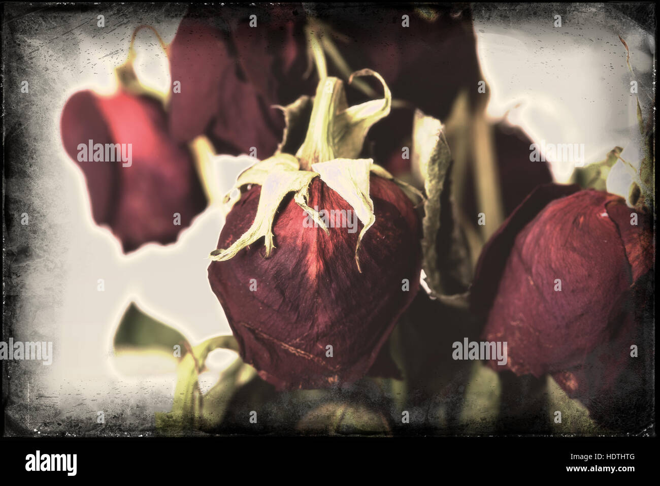 Dying roses hires stock photography and images Alamy