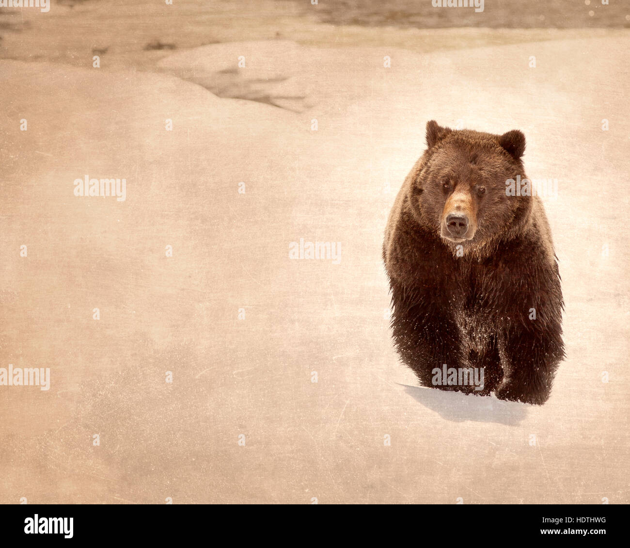 Bear Alpha Bites cereal boxes Stock Photo - Alamy