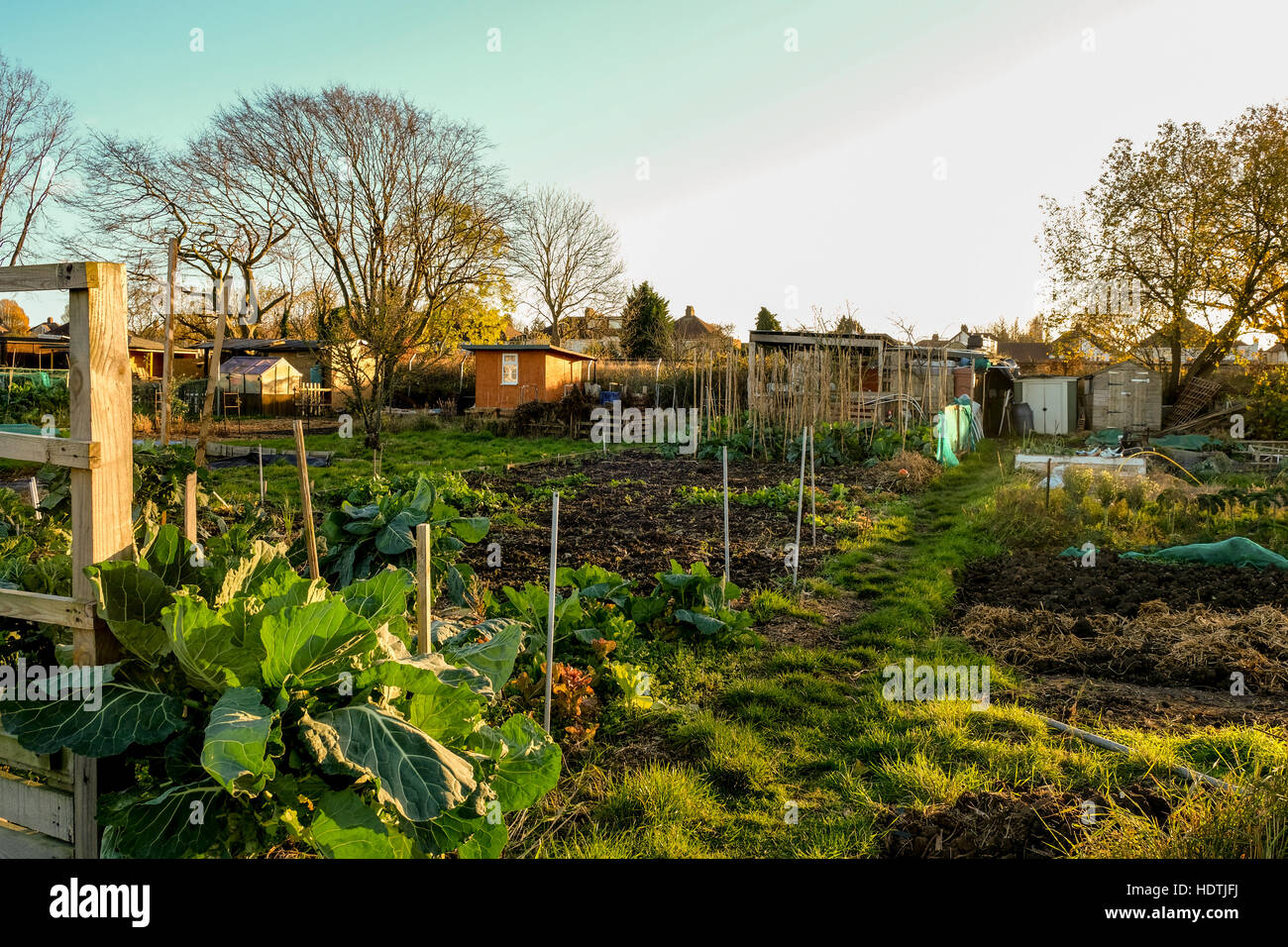 Shot of an allotment, which is a small plot of land which you rent and then cultivate for your own pleasure and homegrown vegetable. Stock Photo