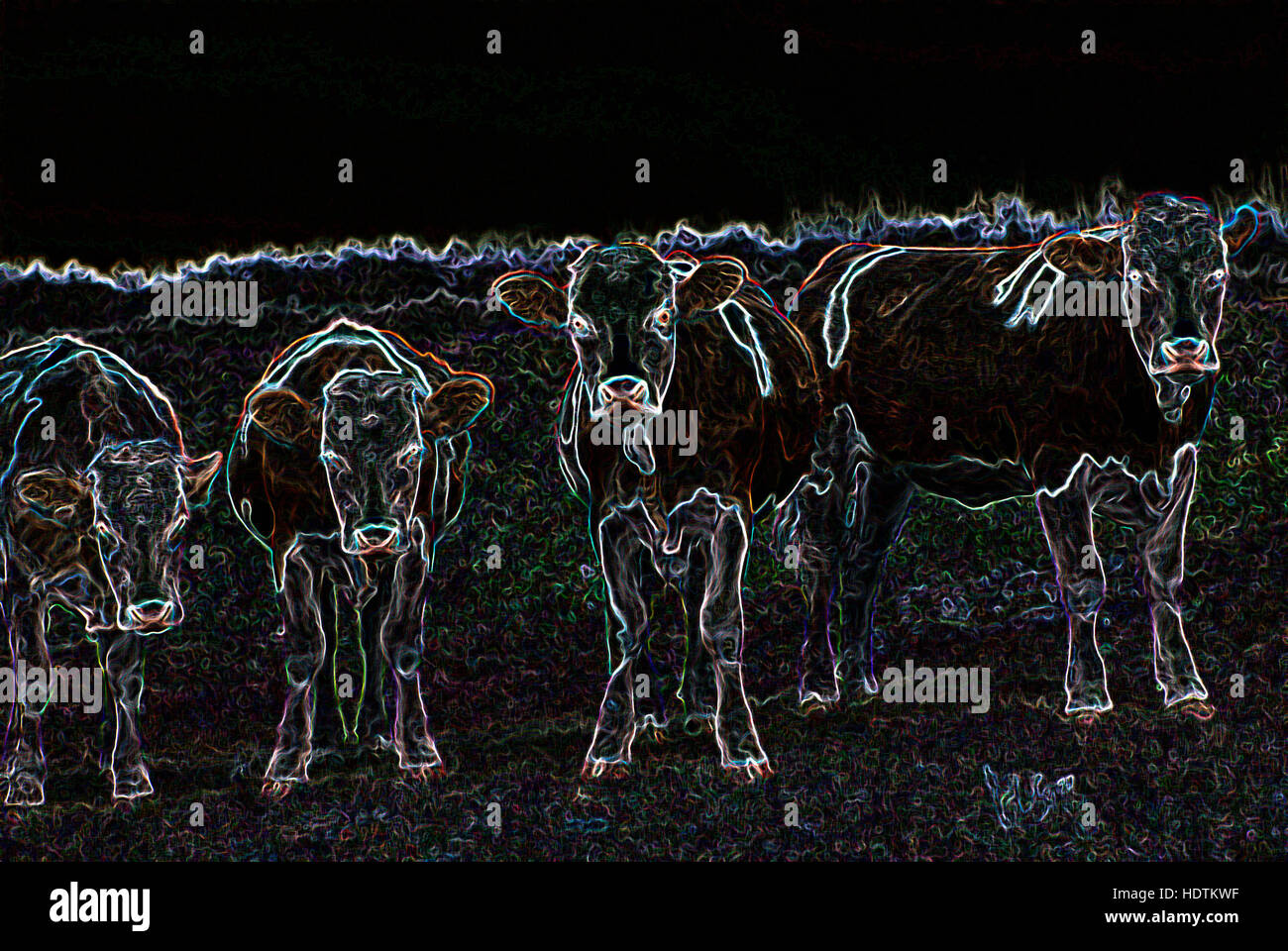 Cow cows cattle animal animals hi-res stock photography and images - Alamy