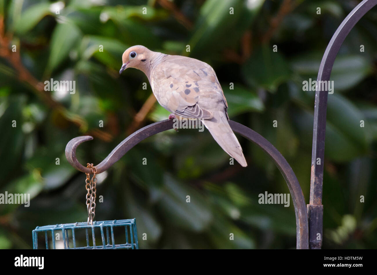 A mourning dove sits on a bird feeder Stock Photo Alamy