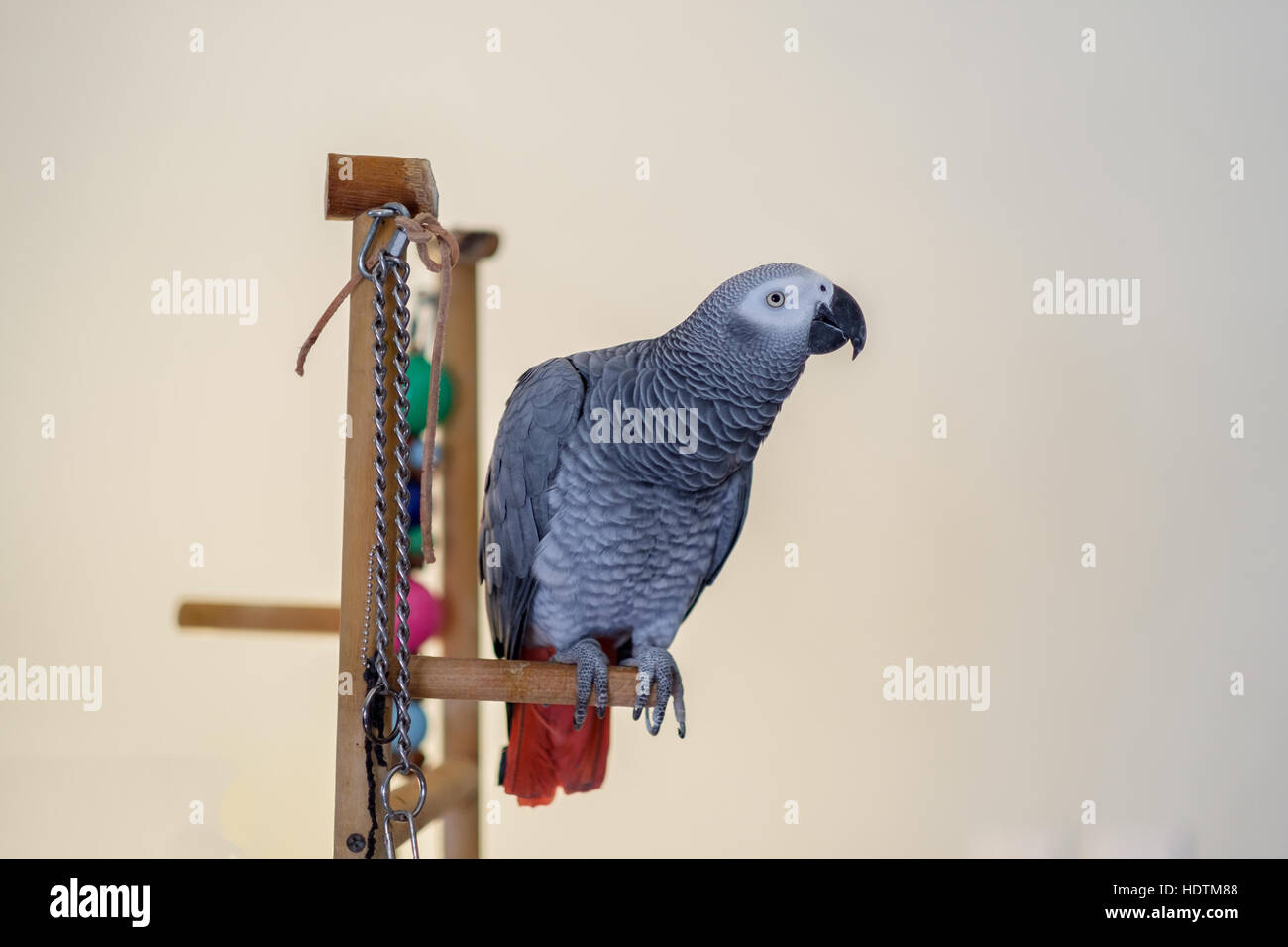 Pet female African Gray parrot, Psittacus erithacus, perched on a bird stand. Stock Photo