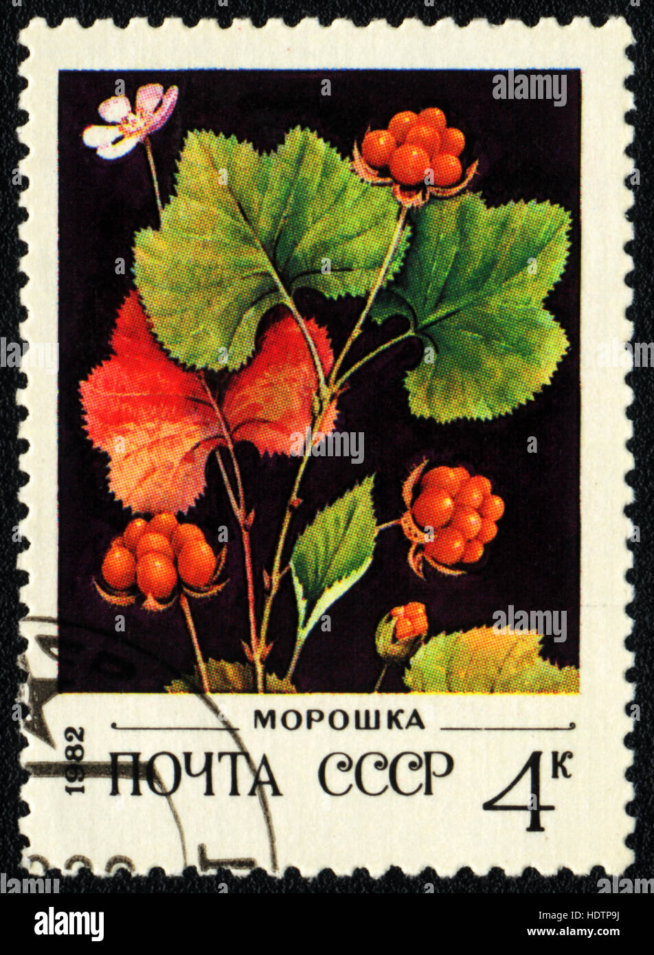A postage stamp printed in USSR shows a cloudberry Rubus chamaemorus, 1982 Stock Photo