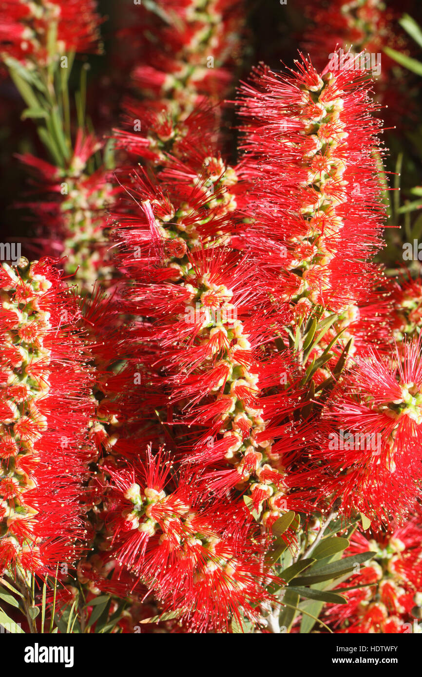 beautiful red flowers Bottlebrush closeup. vertical Stock Photo
