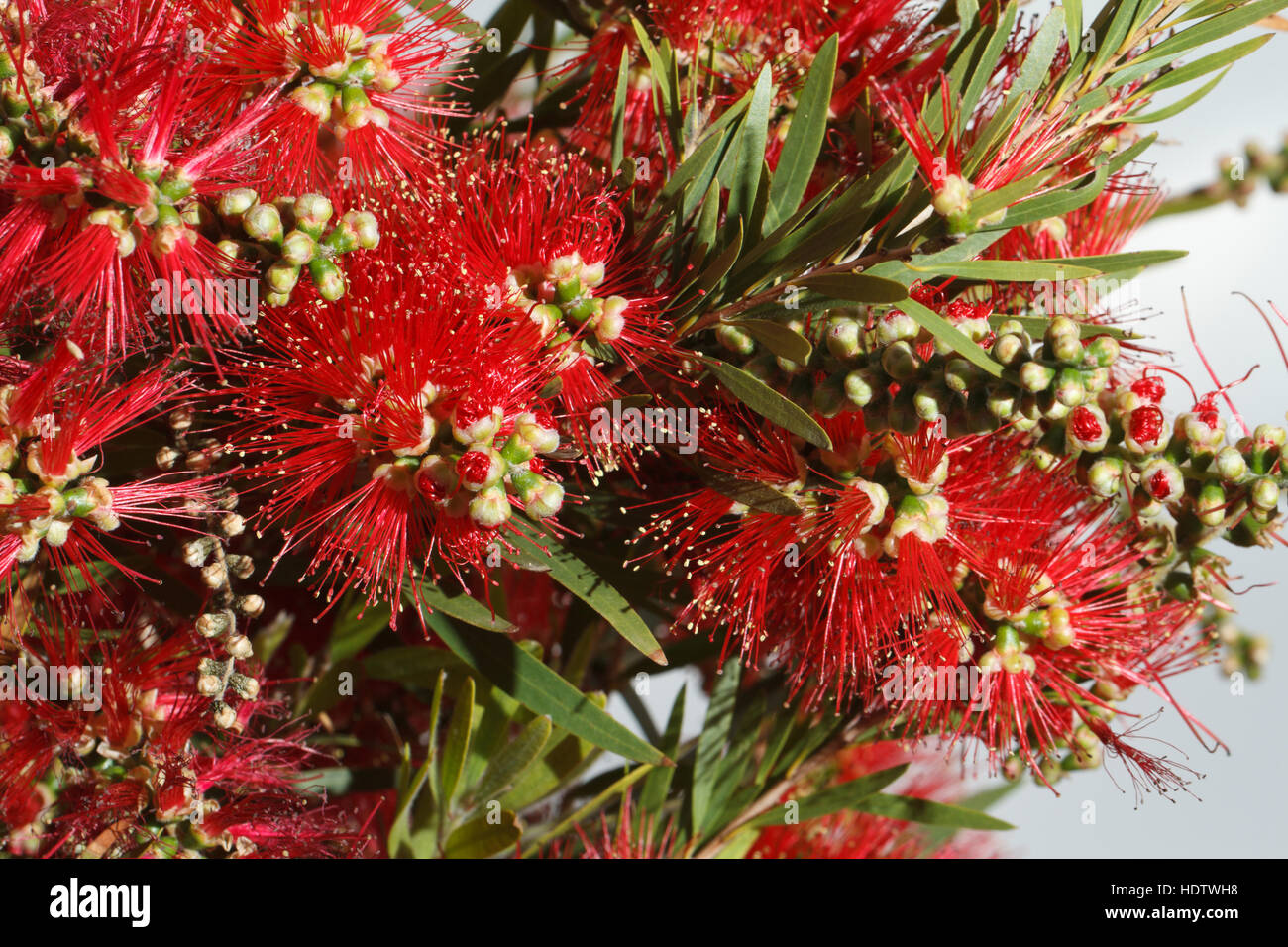 beautiful red flowers Bottlebrush closeup. Horizontal Stock Photo