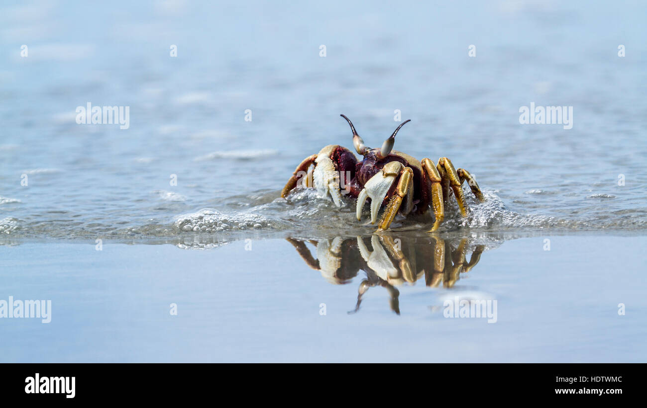 Ghost crab in Thailand beach ; specie Ocypode ceratophthalma family of Ocypodinae Stock Photo