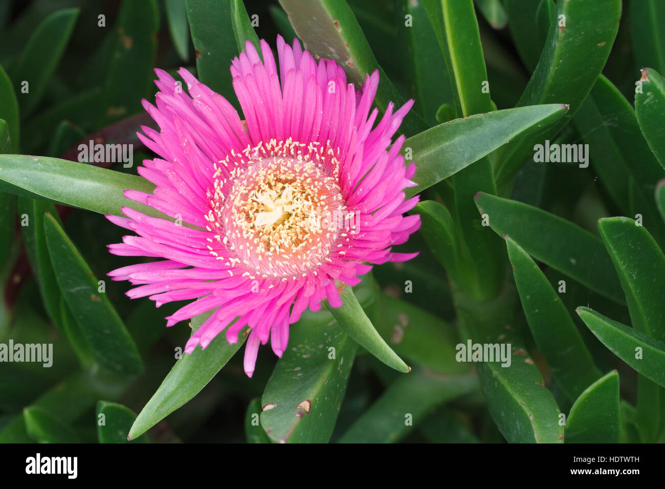 Pink Flower Mesembryanthemum close-up. horizontal Stock Photo