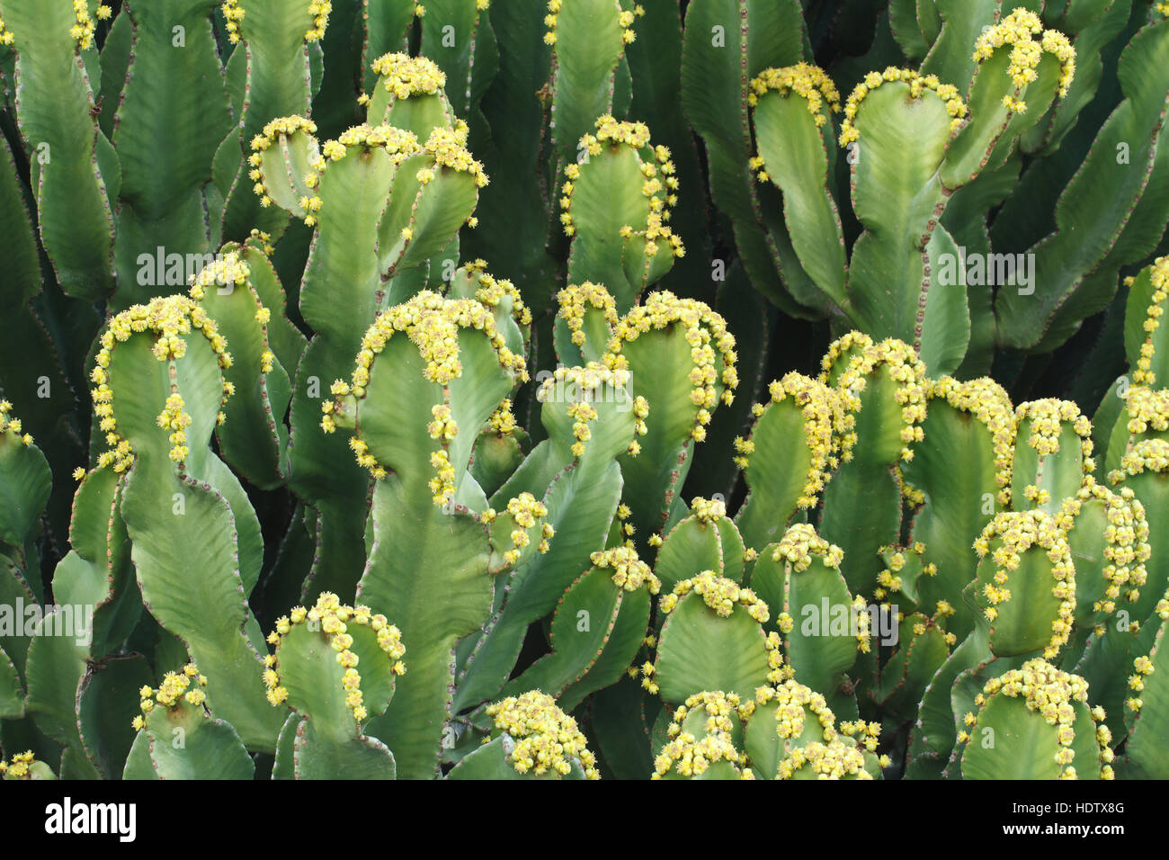 Euphorbia resinifera cactus with flowers closeup, horizontal Stock Photo