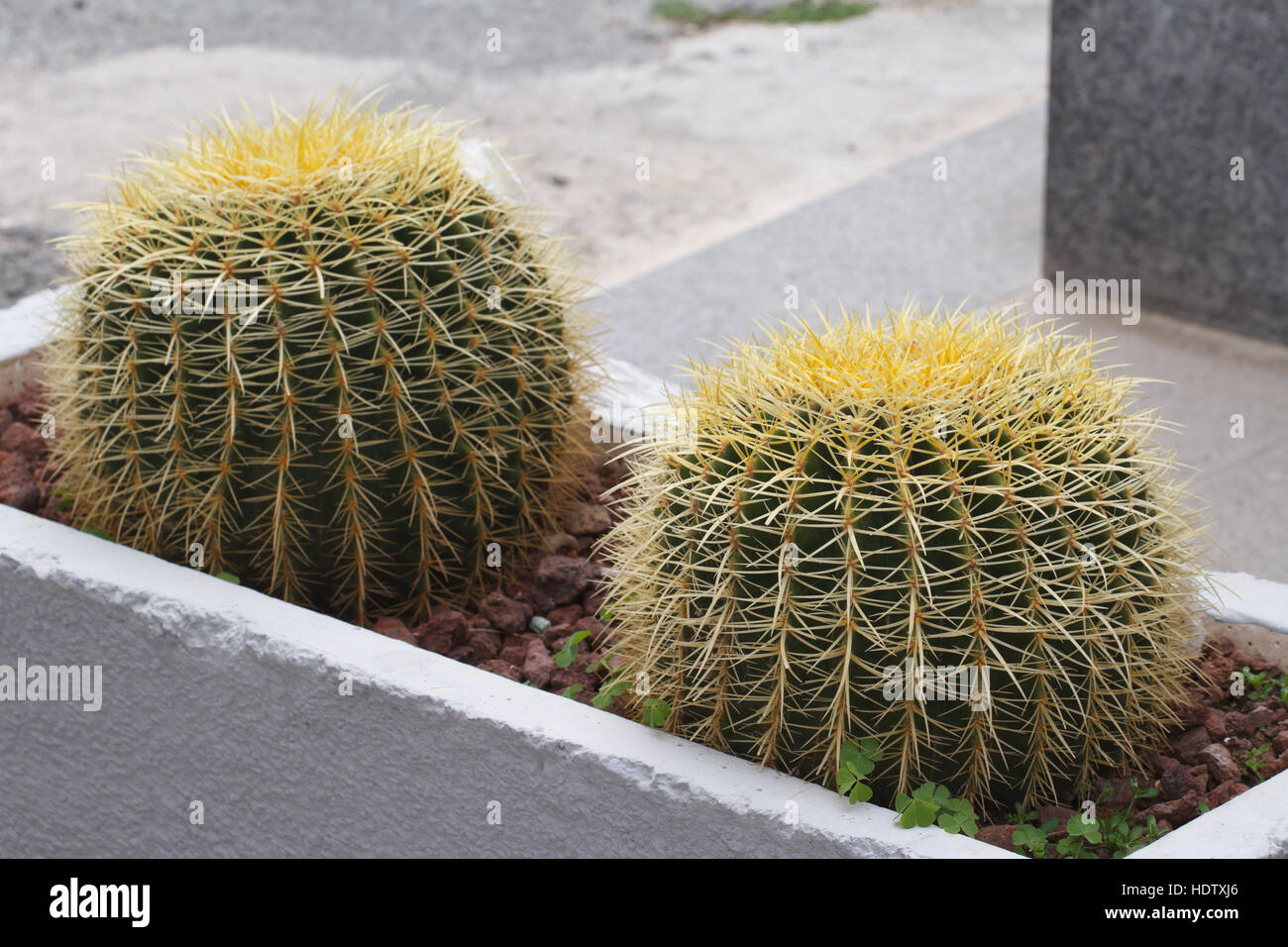 Golden Barrel Cactus in the flower bed outside. horizontal Stock Photo
