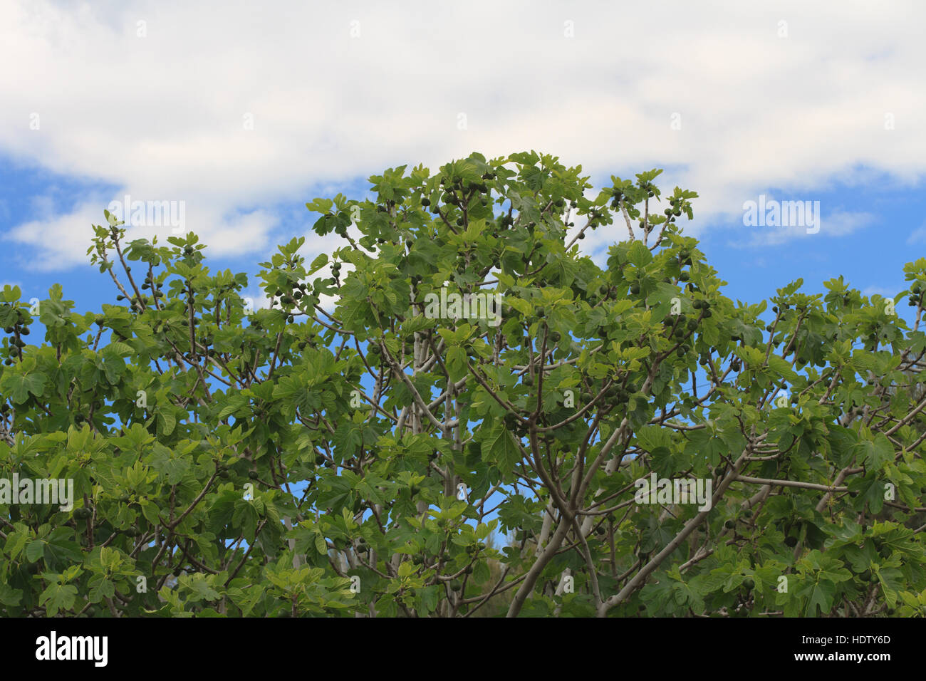 Fig tree with fruits on blue sky background. horizontal Stock Photo - Alamy