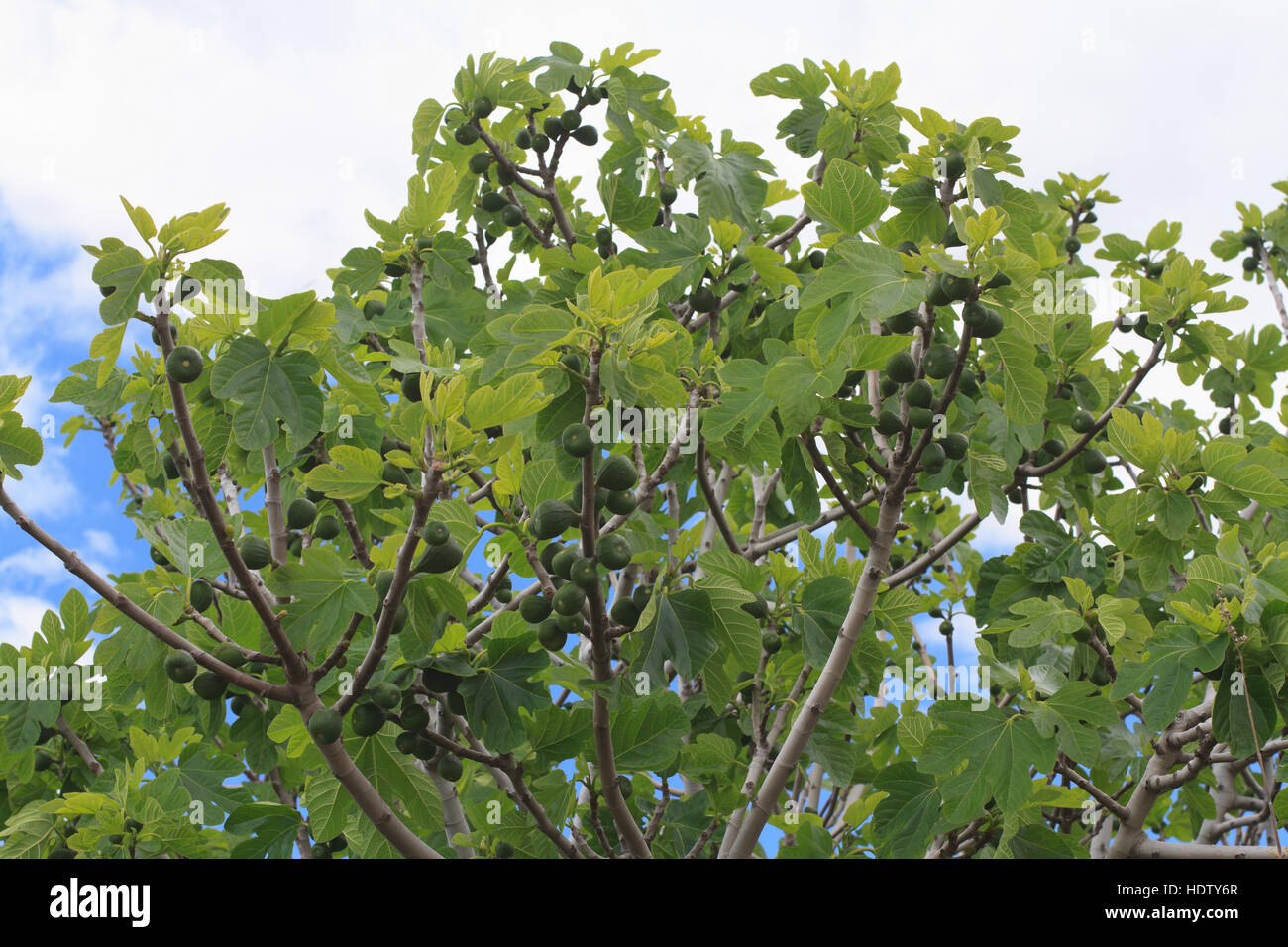 Harvest figs tree on blue sky background. horizontal Stock Photo - Alamy