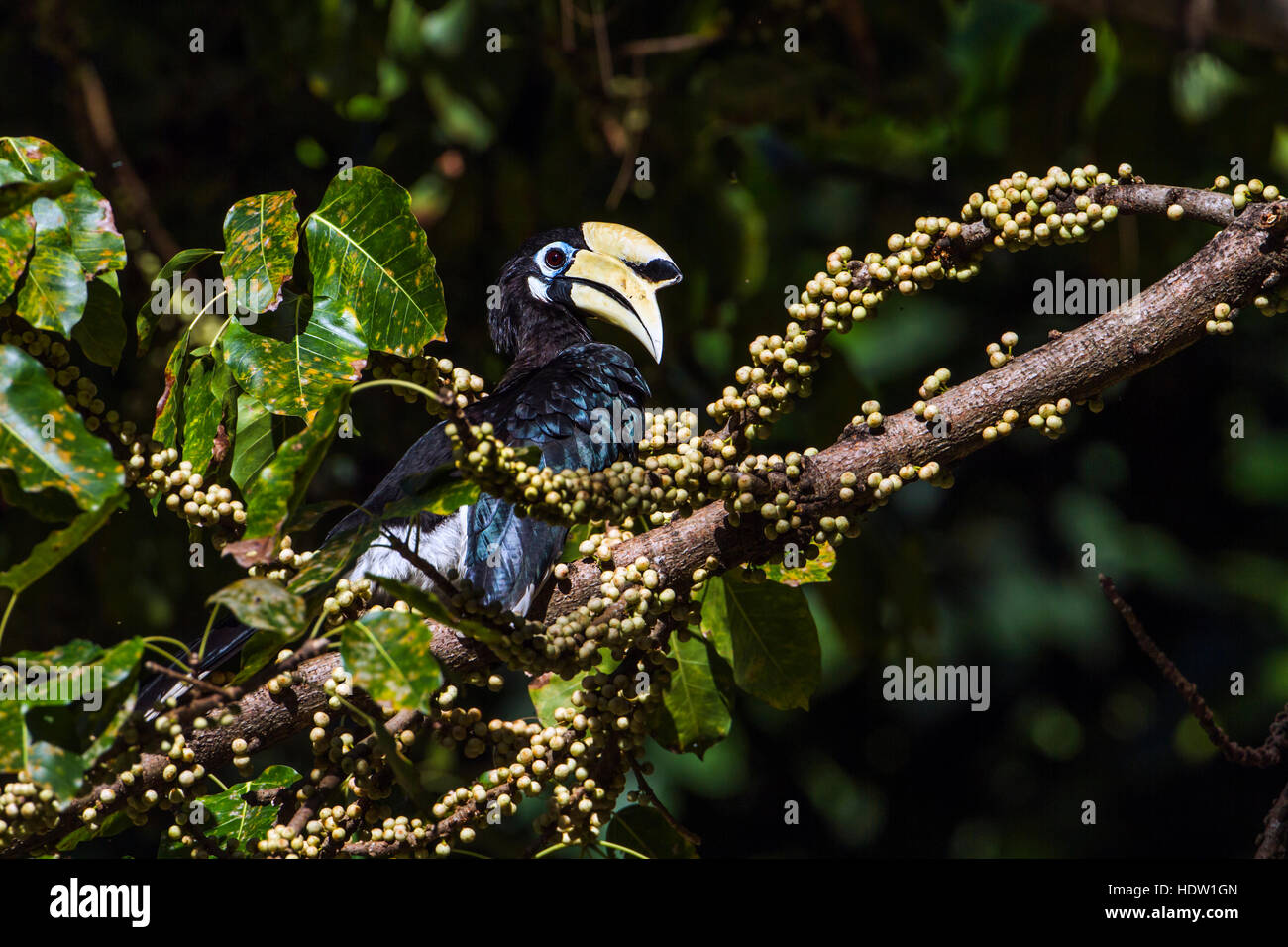 Oriental pied hornbill in Koh Adang national park, Thailand ; specie Anthracoceros albirostris family of Bucerotidae Stock Photo