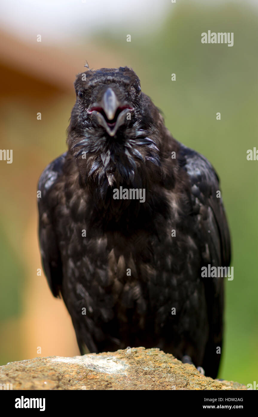 Raven with open mouth hires stock photography and images Alamy