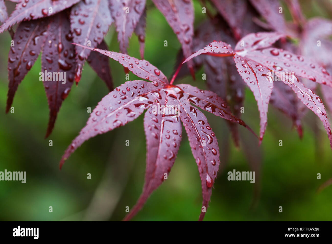 Red Japanese maple tree with water drops Stock Photo Alamy