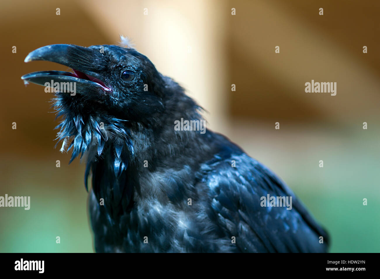 wildbird raven