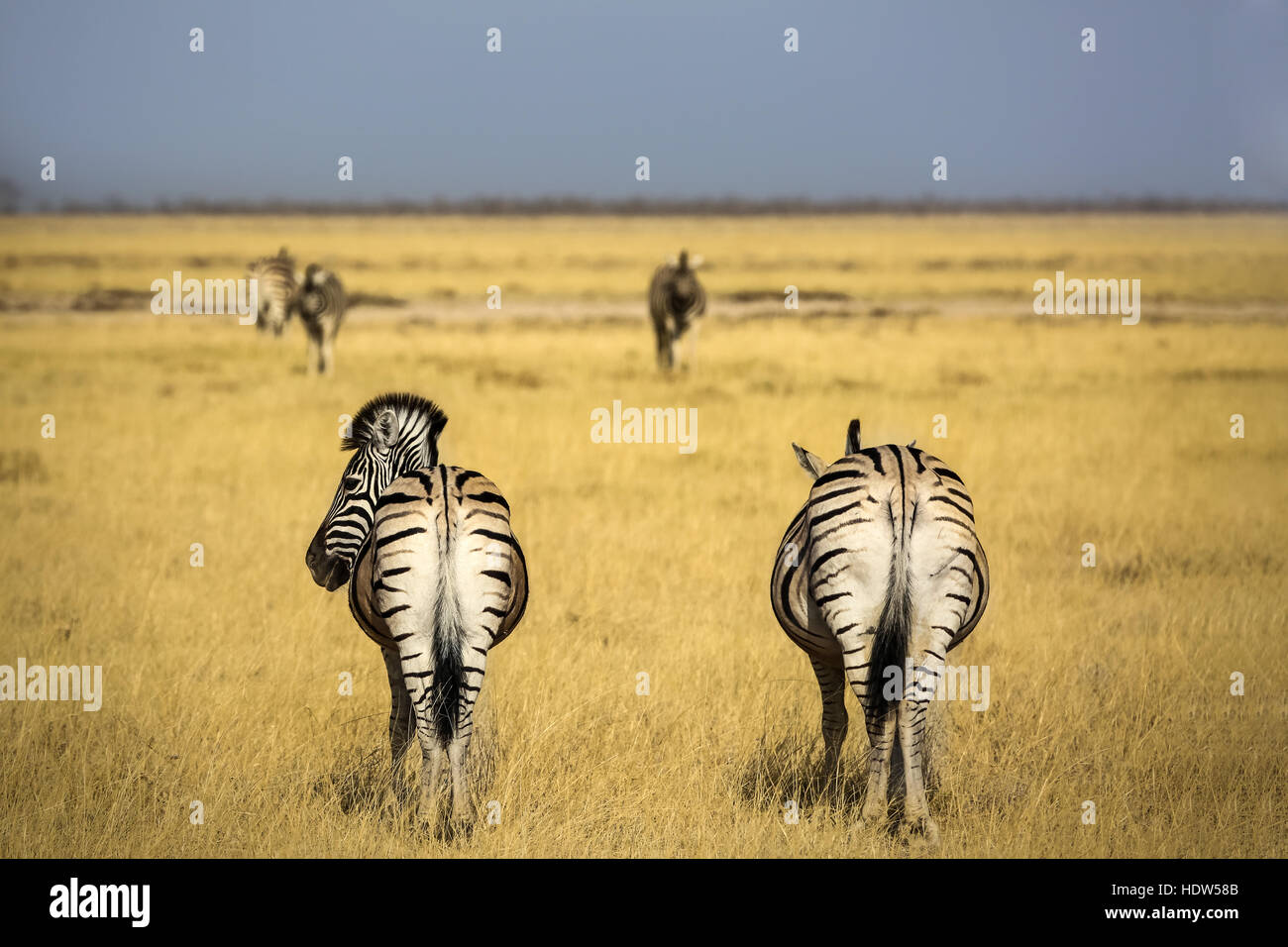 Two zebras on their backs, in a yelow savannah, at Etosha National Park, Namibia Stock Photo