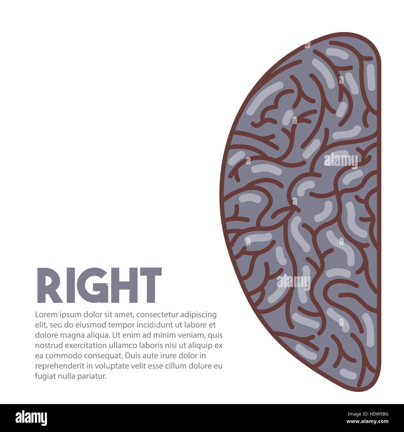 human brain right hemisphere icon over white background. vector ...