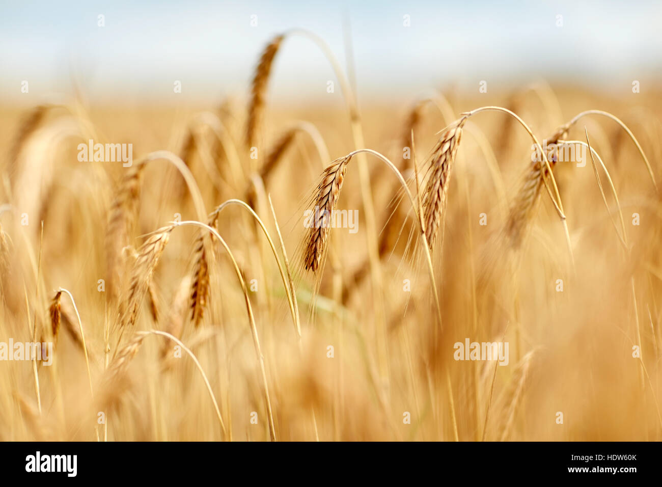 Ripe Rye Color cereal field with spikelets of ripe rye or wheat Stock Photo - Alamy
