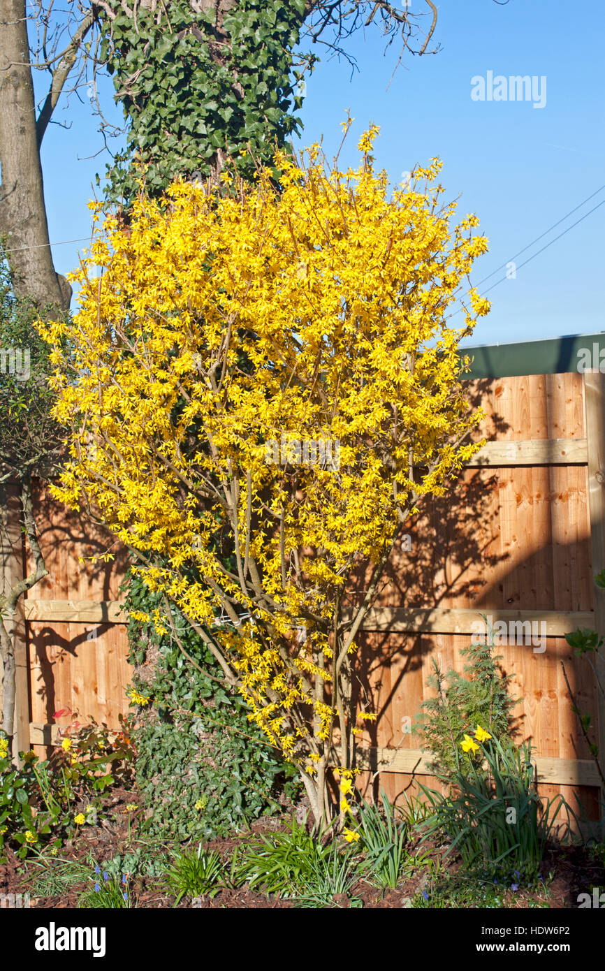 Winter flowering Jasmine (Jasminum nudiflorum) in a suburban garden