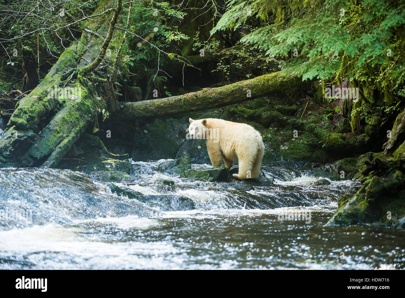 Spirit Bear fishing in a stream, Great Bear Rain Forest, British Columbia, Canada Stock Photo