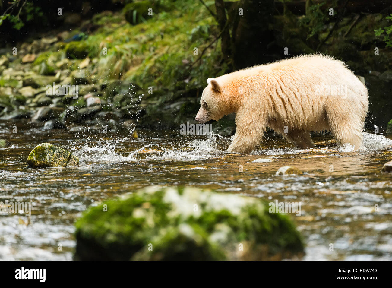 Spirit Bear fishing in a stream, Great Bear Rain Forest, British Columbia, Canada Stock Photo