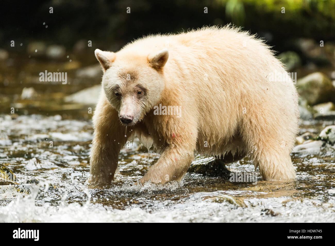 Spirit Bear fishing in a stream, Great Bear Rain Forest, British Columbia, Canada Stock Photo