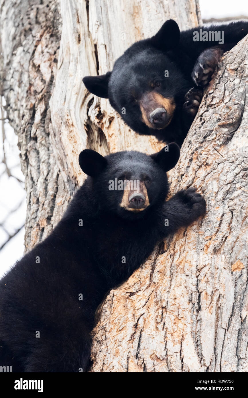CAPTIVE: Black bear mother and cub in a Cottonwood tree at the Alaska Wildlife Conservation Center, Southcentral Alaska, USA Stock Photo