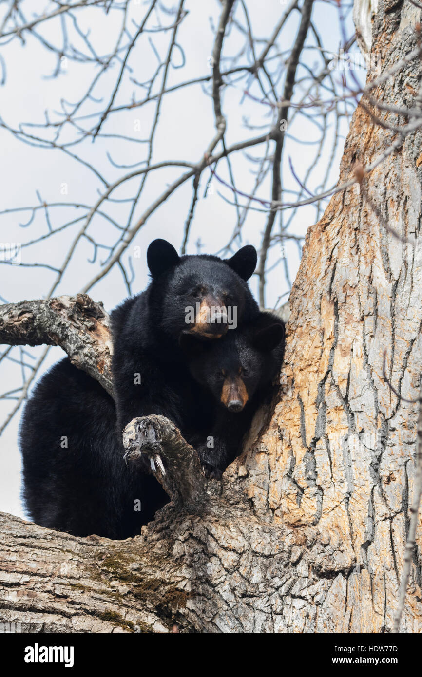 CAPTIVE Black bear in a Cottonwood tree at the Alaska Wildlife Conservation Center