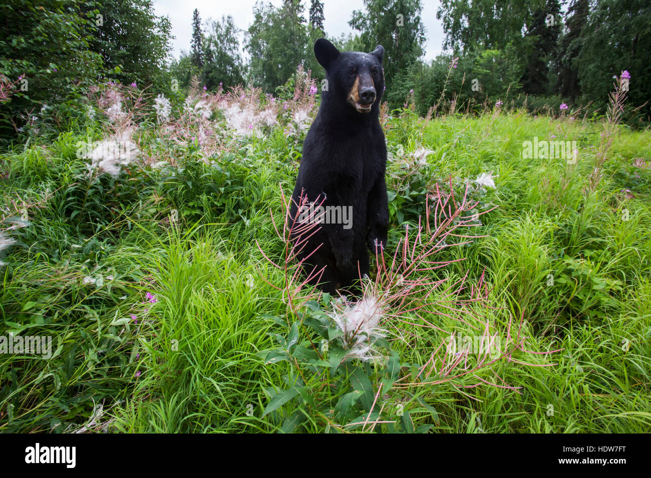 Black bear standing upright on hi-res stock photography and images - Alamy