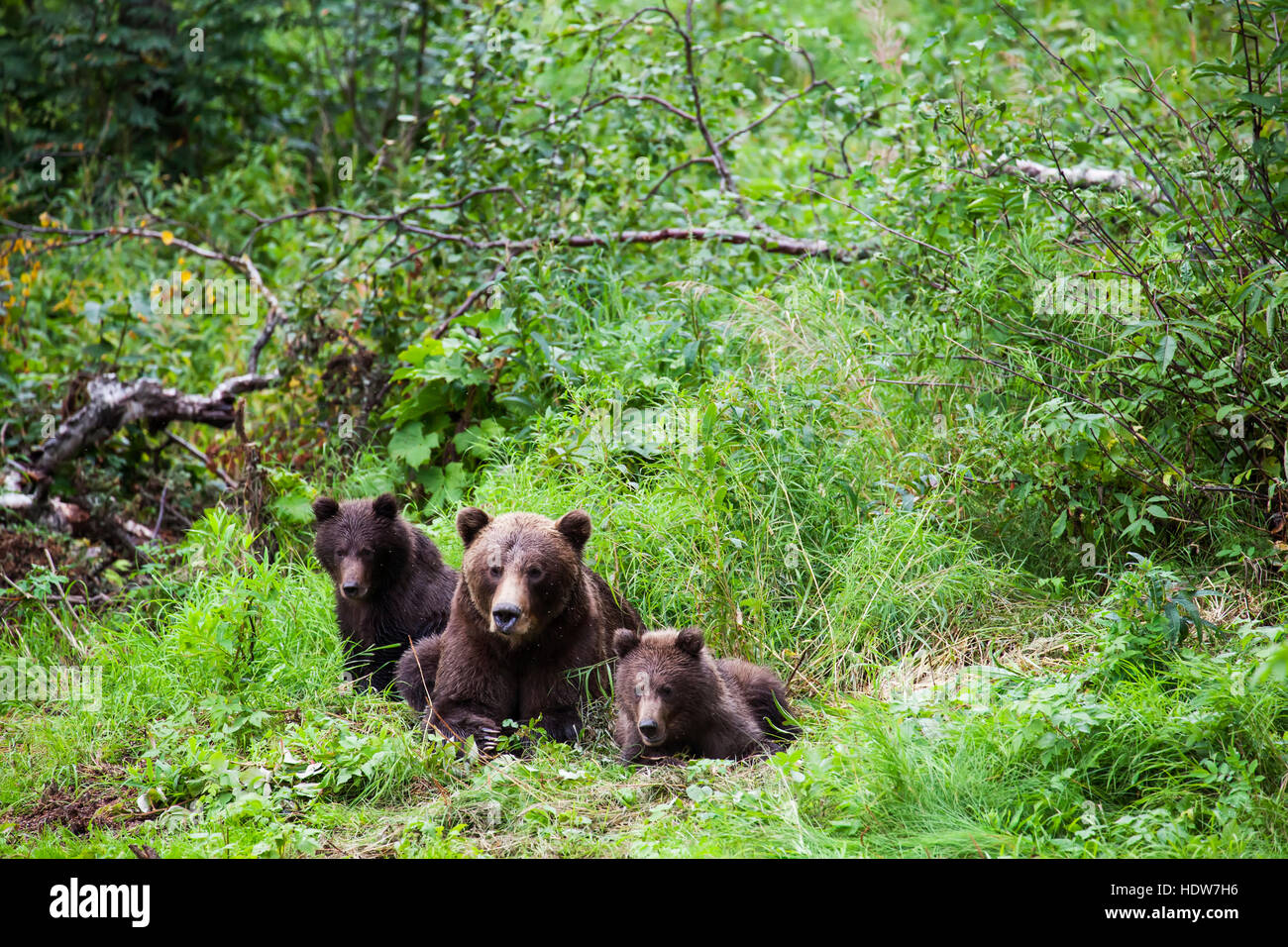 Brown bear sow and cubs (ursus arctos) resting in a lush forest, South-central Alaska; Alaska, United States of America Stock Photo