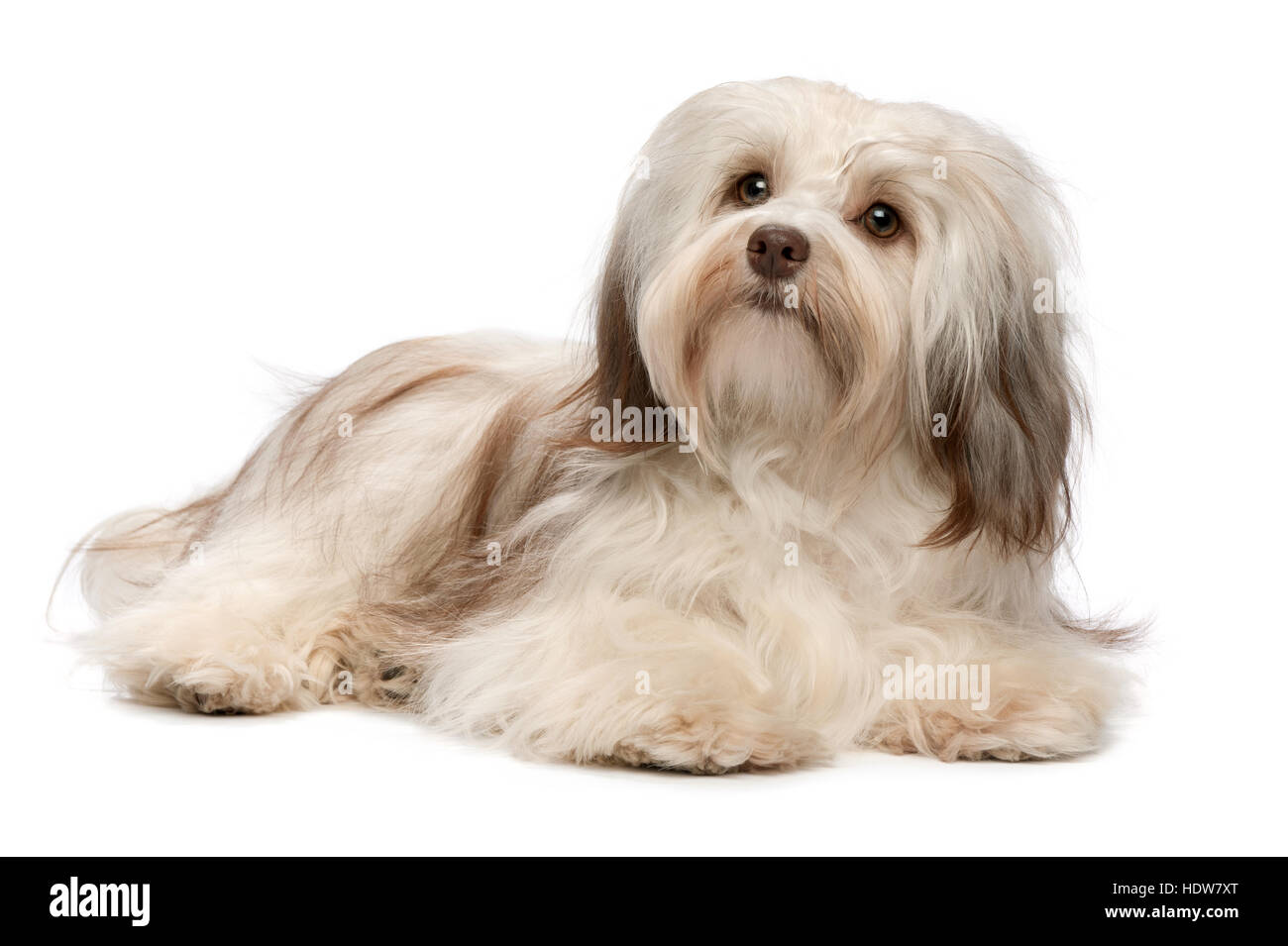 Beautiful lying chocolate colored havanese puppy dog Stock Photo