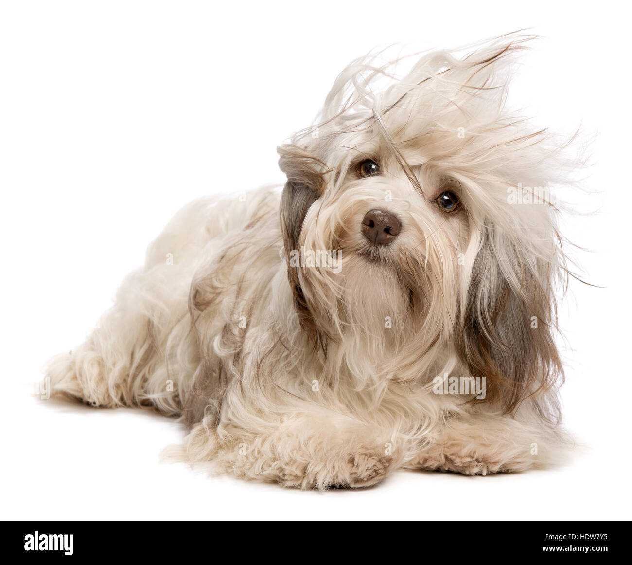 Cute chocolate colored havanese puppy dog lying in wind Stock Photo