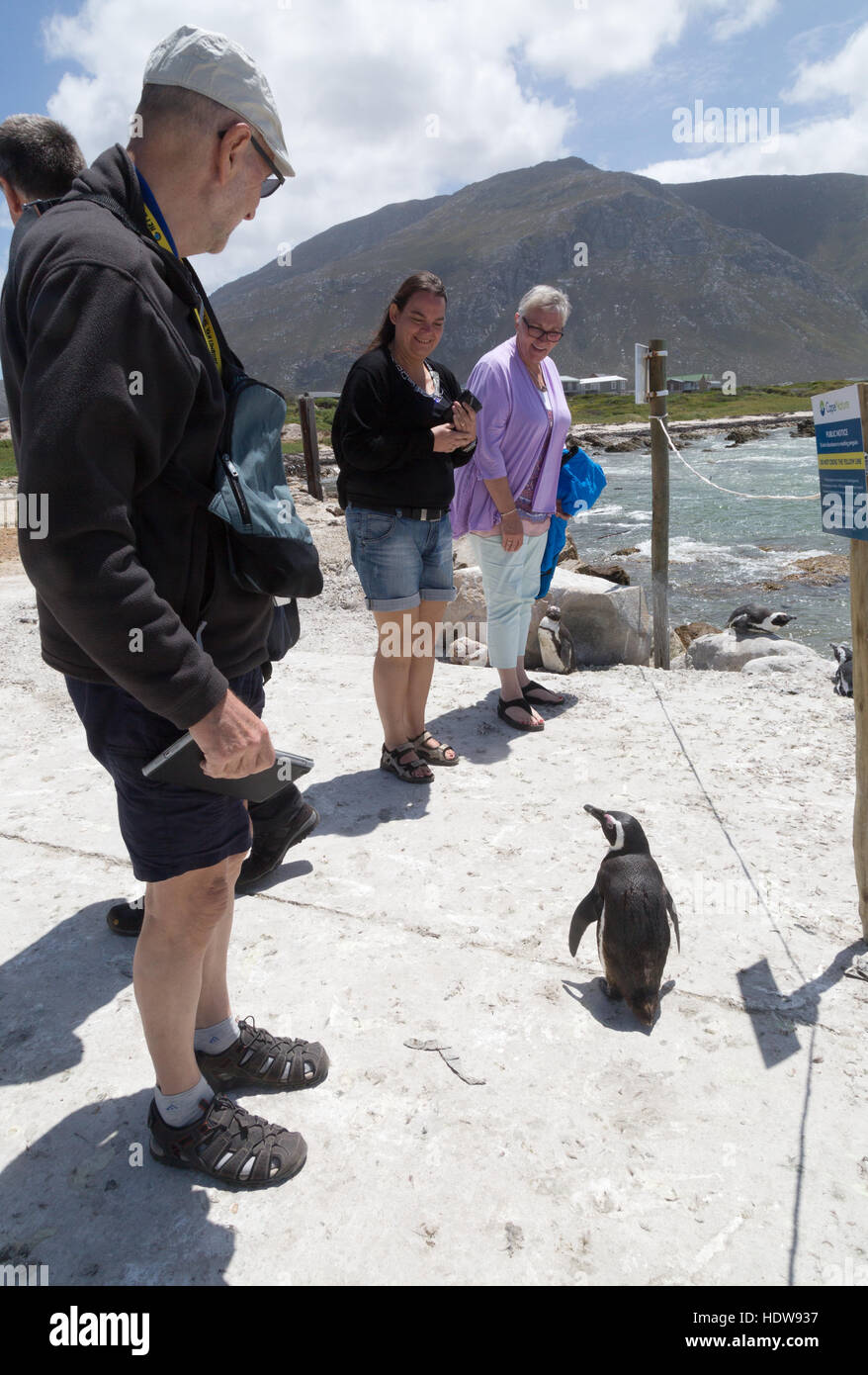 An African penguin confronting tourists, Bettys Bay, Western Cape, South Africa Stock Photo