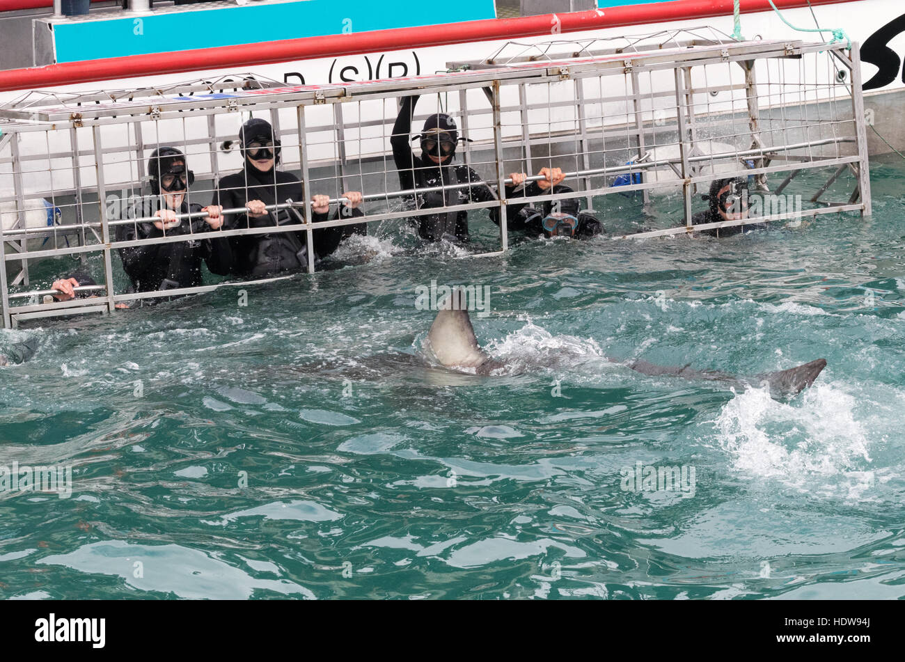 Tourists engaging in Shark Cage Diving, with a Great White shark, Gaansbai, Hermanus, South Africa Stock Photo