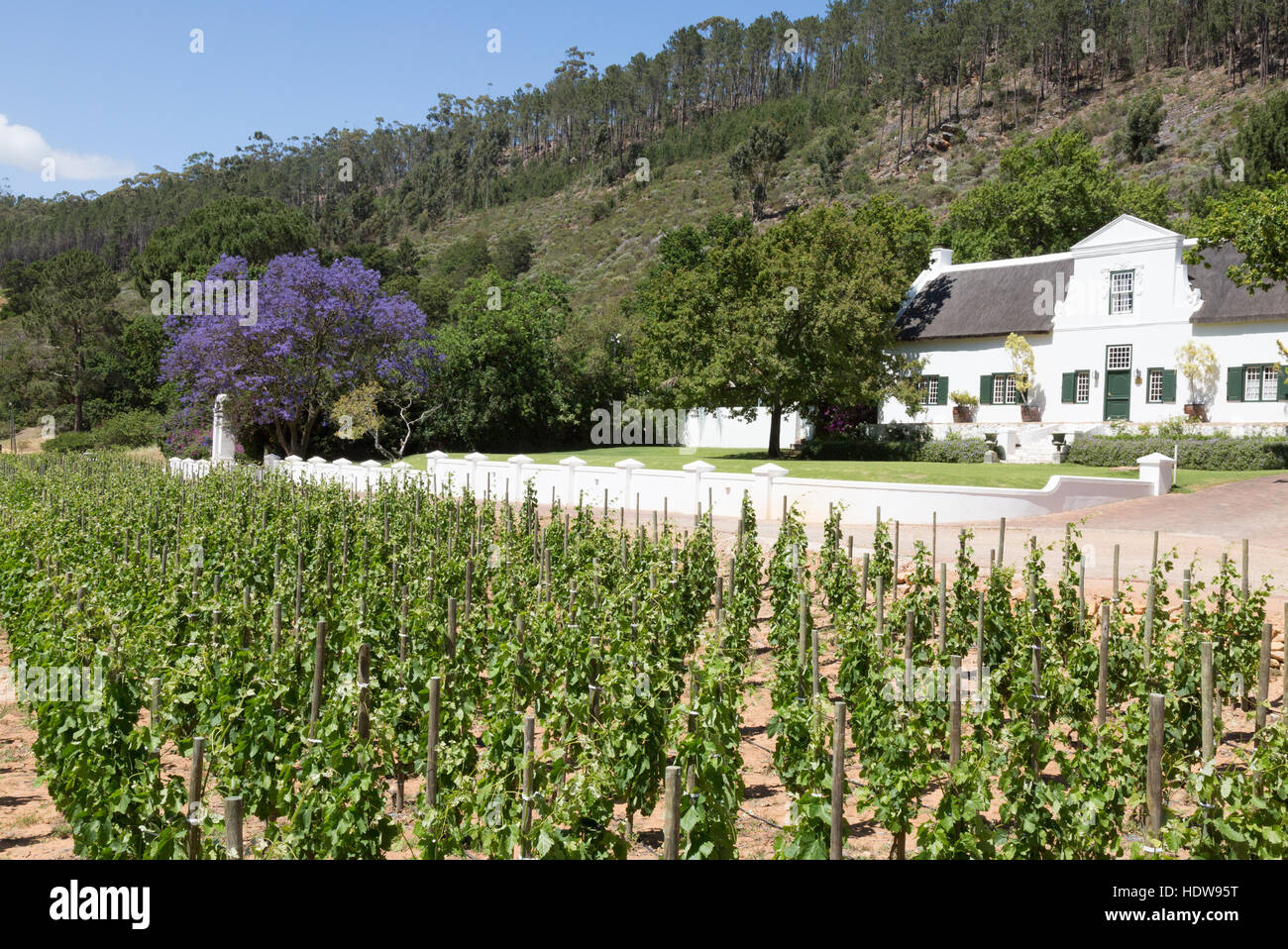 Vineyard South Africa; Rickety Bridge Vineyard, Franschhoek, Winelands, Western Cape, South Africa Stock Photo