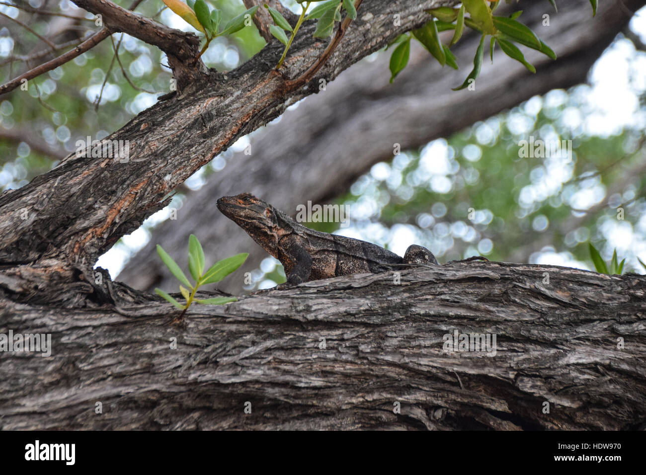 Iguana camouflaged against the tree branch Stock Photo
