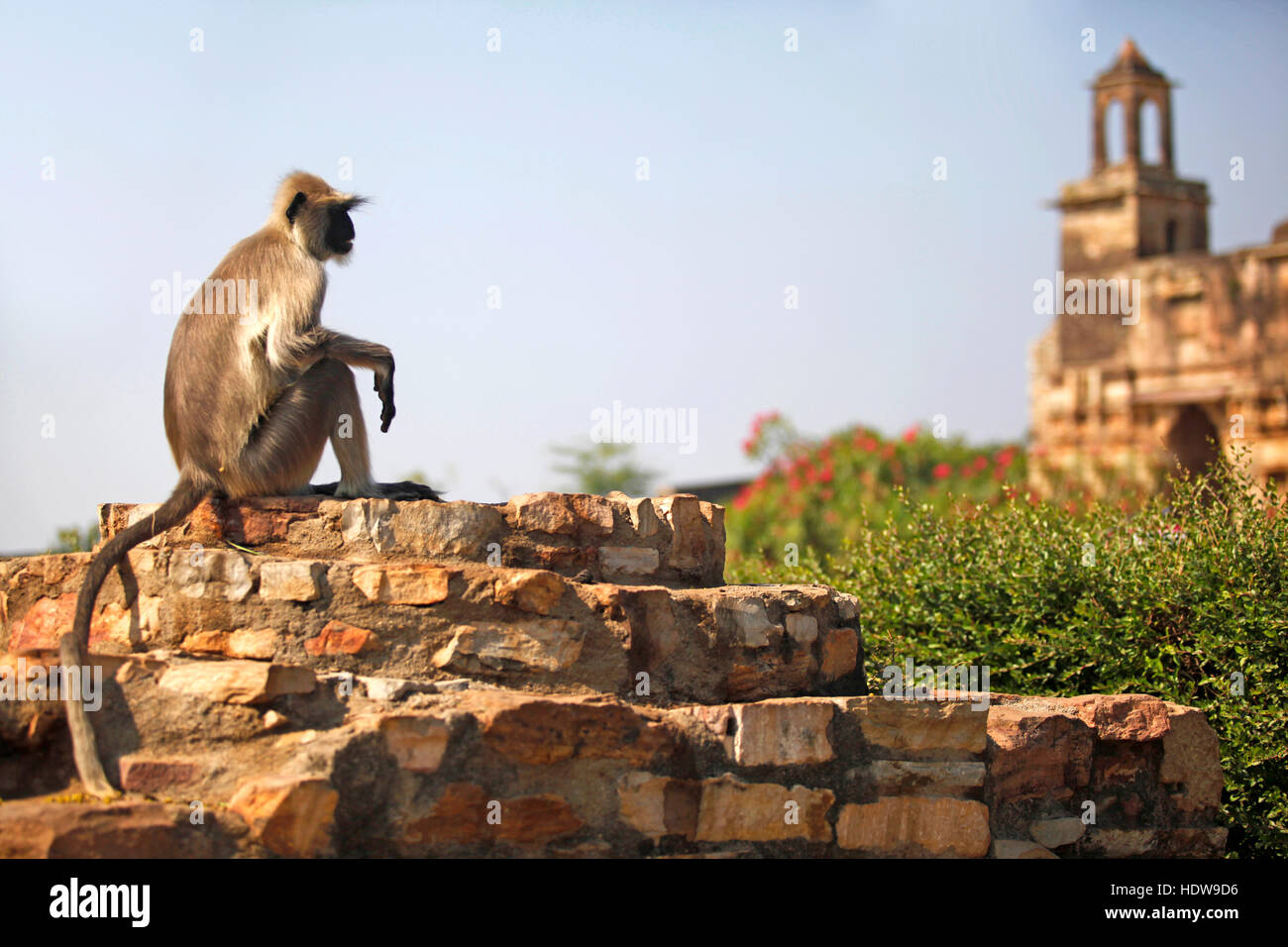 A monkey inside the ruins of the Mewar city of Chittorgarh. India. Stock Photo